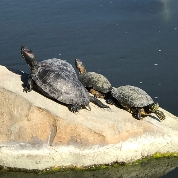 Meet your Posher, Nancy - Picture 2 of 8